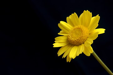 Image showing yellow flower