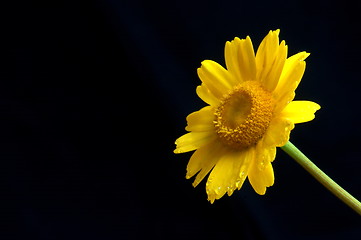 Image showing yellow flower