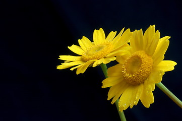 Image showing yellow flowers