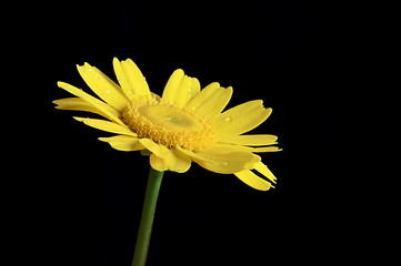 Image showing yellow flower