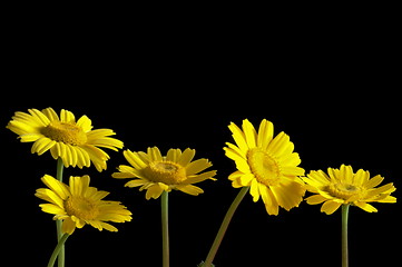 Image showing yellow flowers