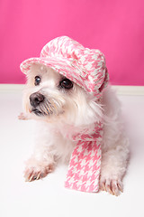 Image showing Pampered maltese terrier