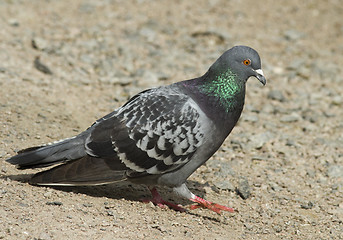 Image showing Pigeon