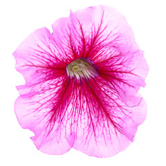 Image showing pink flower of petunia isolated on white background 
