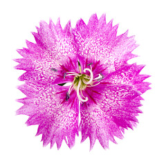 Image showing garden carnation, Sweet William or Dianthus barbatus. 