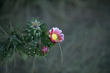 Image showing Cactus blossoms on dark background 