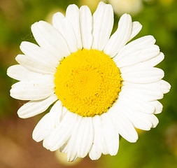 Image showing camomile