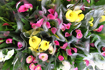 Image showing red and yellow flowers