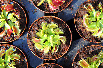 Image showing carnivorous plant