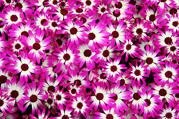 Image showing violet and white flowers