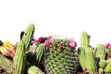 Image showing cactuses
