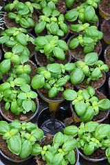 Image showing sweet basil plants