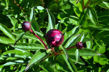 Image showing Peony flower red buds and green leaves closeup 