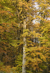 Image showing tree detail with autumn foliage