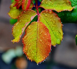 Image showing Dew Drops