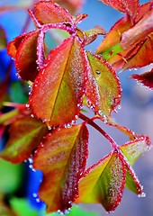 Image showing Dew Drops