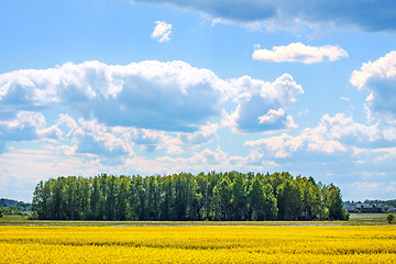 Image showing summer landscape