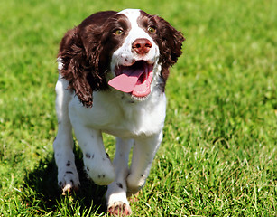 Image showing Happy dog