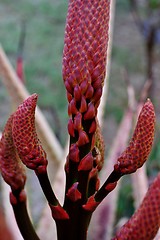 Image showing Aloe vera flower buds