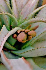 Image showing Aloe vera flower buds