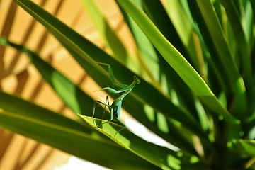 Image showing Praying mantis