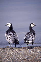 Image showing Barnacle Goose