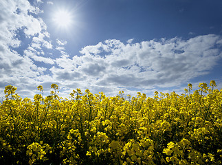 Image showing Field of rape seed