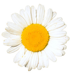 Image showing camomile