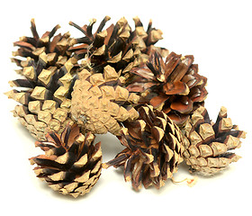 Image showing pine cones