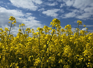 Image showing Rape seed close up