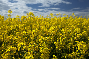 Image showing Rape seed close up, differential focus