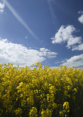 Image showing Rape seed field