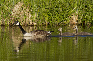 Image showing Canadian Goose with gosling