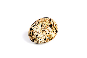 Image showing quail egg