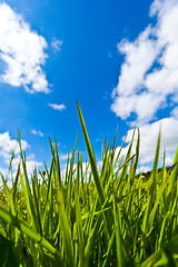 Image showing Blue sky - Green grass