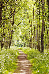 Image showing Path in a sunny summer forest 