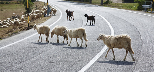 Image showing Sheep crossing a road