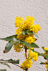 Image showing Mahonia (Mahonia aquifolium)