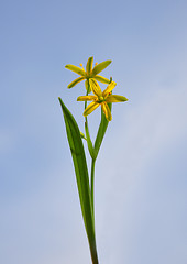 Image showing Yellow Star-of-Bethlehem (Gagea lutea)