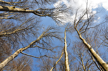 Image showing Beech forest in spring