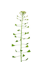 Image showing Shepherd's-purse (Capsella bursa-pastoris)