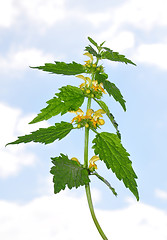 Image showing Yellow archangel (Lamium montanum)