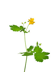 Image showing Greater celandine (Chelidonium majus)