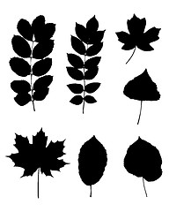 Image showing Various leaves