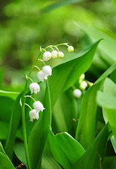 Image showing Lily of the Valley (Convallaria majalis)