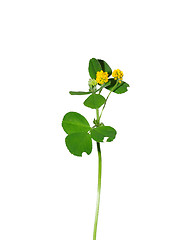 Image showing Black medic (Medicago lupulina)