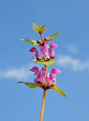 Image showing Spotted Deadnettle (Lamium maculatum)