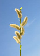 Image showing Willow flower