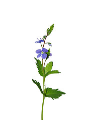 Image showing Germander Speedwell (Veronica chamaedrys)