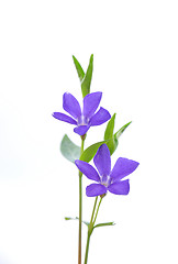 Image showing Lesser periwinkle (Vinca minor)